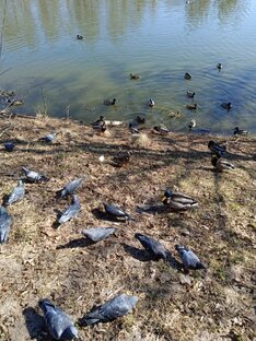 Животные🩶птицы🧡