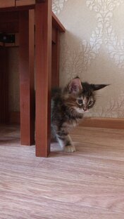 Про животных 