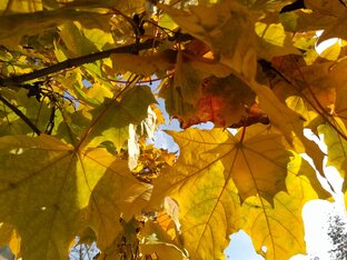 Инктобер 2023