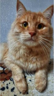 Мои статьи Мурр.. 🐈