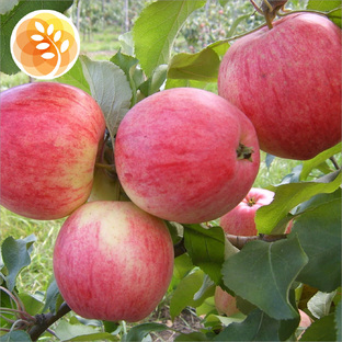 Яблони летнего срока созревания