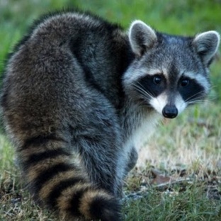 Енот: не просто полоскун — он гений выживания и хитрости