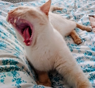 я у хозяйки тигр