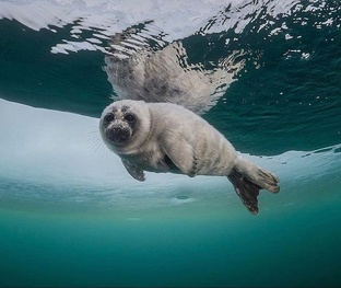Животные на воде