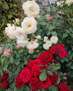 Сочетания роз.