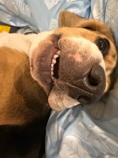 О породах с юмором