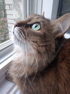 Бездомная кошка сама нашла себе хозяев😻