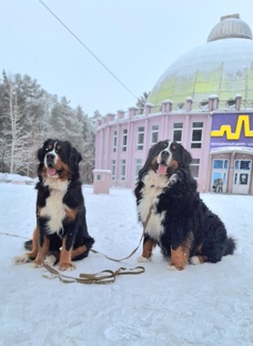 Страдания о натянутом поводке