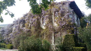 Никитский ботанический сад