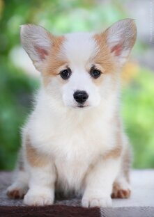 Щенок корги