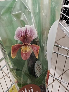 орхидея Пафиопедилум. 
