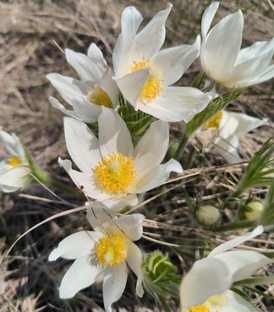 Растения-первоцветы