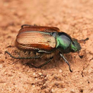 Майский жук: правда, мифы и удивительные факты