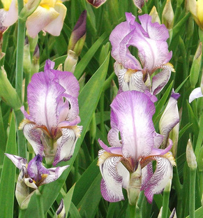 Коллекция РЕТРО-ирисов