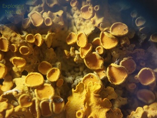 Живое, но не растения