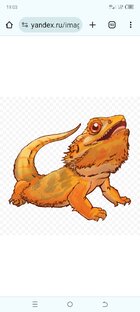 Бородатая Агама Агуша