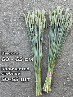  Сухоцветы для декораторов, флористов, фотографов