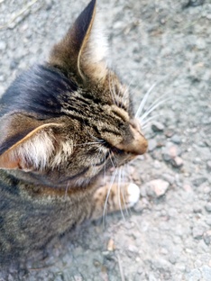 Кошачьи