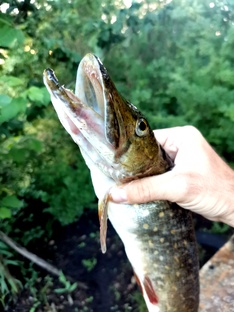 Статьи про рыбалку