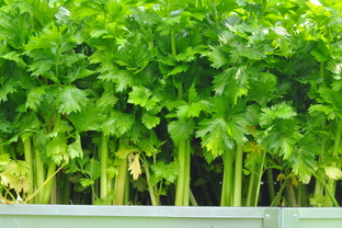 Выращивание зелени