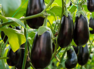 Баклажаны без секретов: выращиваем от посева до сбора плодов