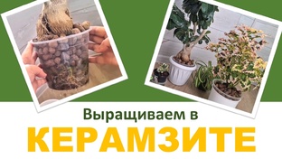 Выращивание в керамзите