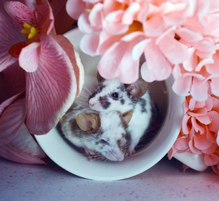 Эти милые мышки