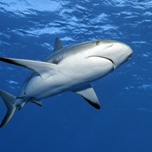 Акулы: как они охотятся, думают и выживают