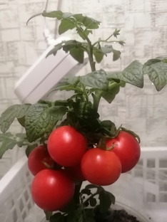 Томаты