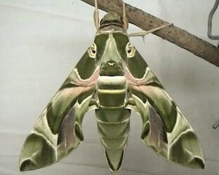 Гусеницы и Бабочка 🦋 Бражник Олеандровый