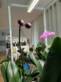 ОПРЫСКИВАНИЕ МОИХ ОРХИДЕЙ