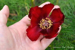 Красная книга России!