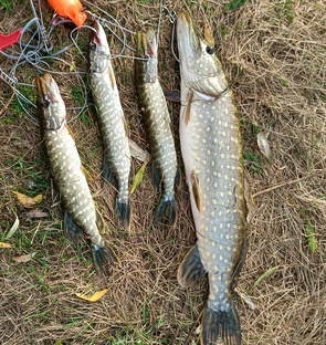 рыбалка на спининг