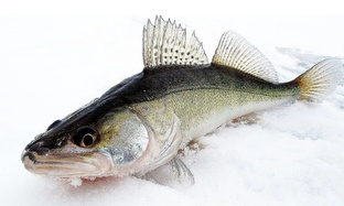 Судак, подледная рыбалка. 