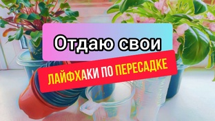 Всё о пересадке фиалок: сроки, признаки, грунт, ёмкости