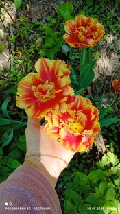 Весенние первоцветы