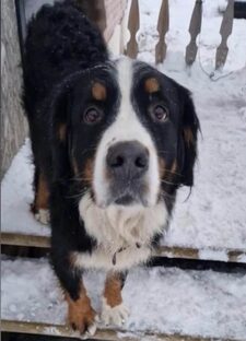 Ищет новую семью