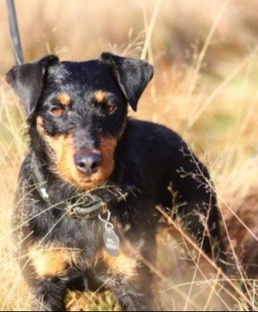 Месть собаки