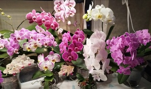 ОРХОДОСЬЕ: КАТАЛОГ - ОПРЕДЕЛИТЕЛЬ ОРХИДЕЙ ФАЛЕНОПСИСОВ С ОПИСАНИЕМ И НАЗВАНИЯМИ