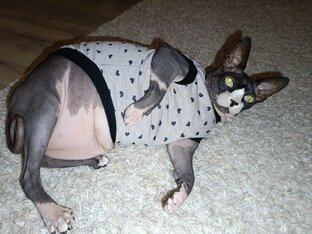 Милые животные