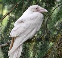 Белая ворона