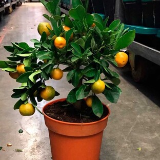 Цитрусы и мини-плодовые деревья: сад на подоконнике
