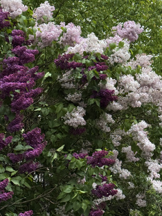 Видео до 2025 года 