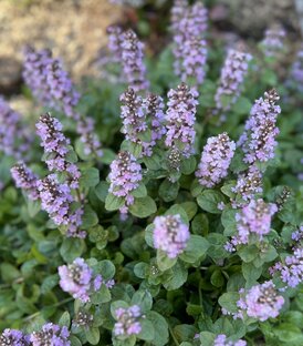 Многолетники в саду