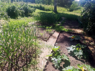 #Сад_огород