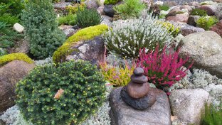 Верески, мхи и лишайники 