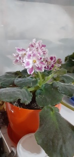 Домашннее цветоводство