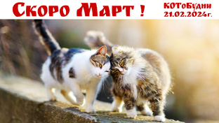 В МИРЕ ЖИВОТНЫХ