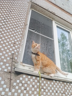 Кот Рыжик ведёт блог 