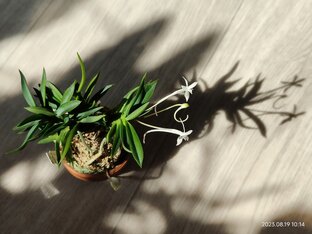 Neofinetia falcata